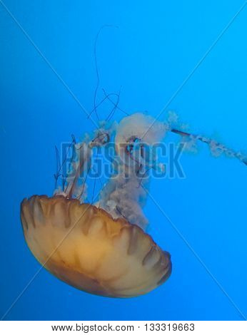 Box Jellyfish from the National Aquarium in Baltimore