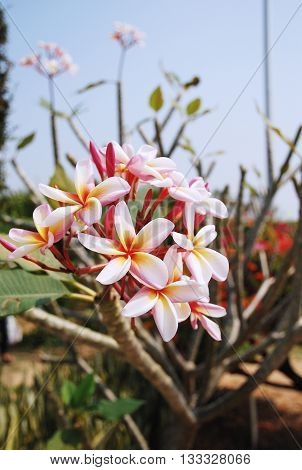 Beautiful flowers bunch on a tree, in the garden