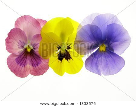  Transparent styvmorsviol