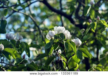 White flowers on a tree branch quince
