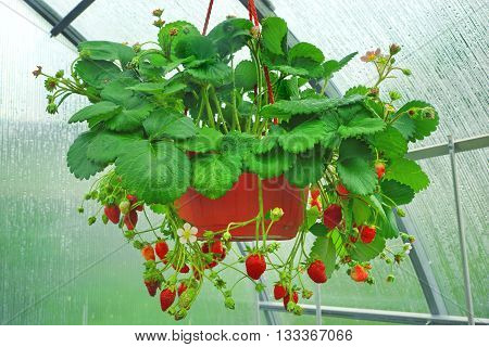 Potted Riped Garden Strawberry Hanging In Greenhouse