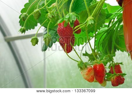 Potted Riped Garden Strawberry Hanging In Greenhouse