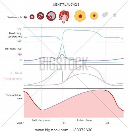 The menstrual cycle showing changes hormones endometrial basal body temperature. Infographics. Vector