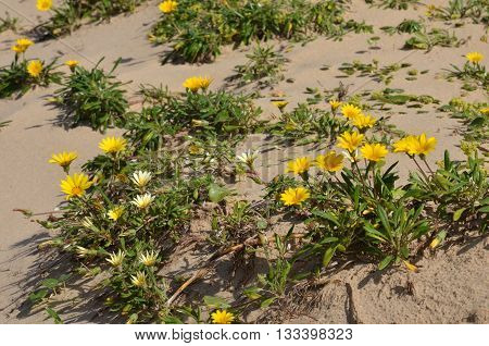 Yellow small flowers are on the beach in the sand