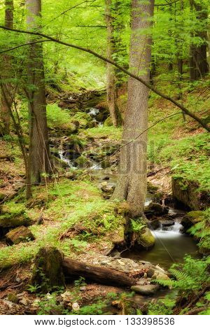 Beautiful Cascade In Sudety Mountains