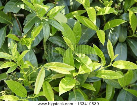 full frame vegetation background showing lots of fresh green cherry laurel leaves