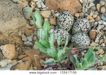Nest of killdeer eggs that are speckled