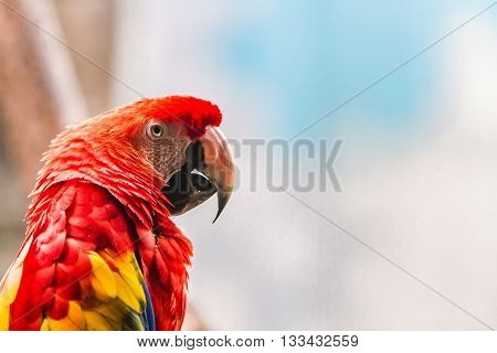 Scarlet Macaw