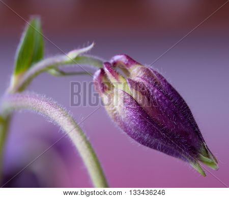 Macro violet bud, as undeveloped flower with a green stem.