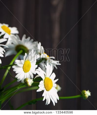Summer Floral card with chamomile flower over blue vintage painted wooden background.