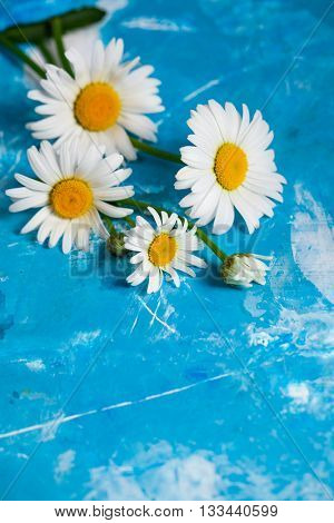 Summer Floral card with chamomile flower over blue vintage painted wooden background.