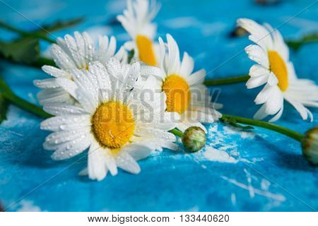 Summer Floral card with chamomile flower over blue vintage painted wooden background.