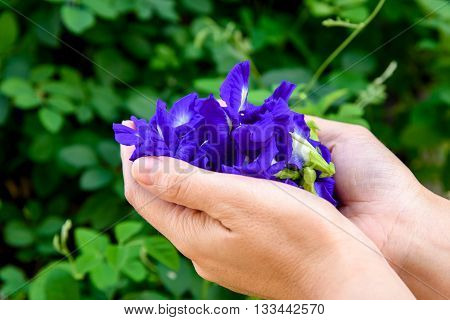 Hand Collecting Butterfly Pea Flower