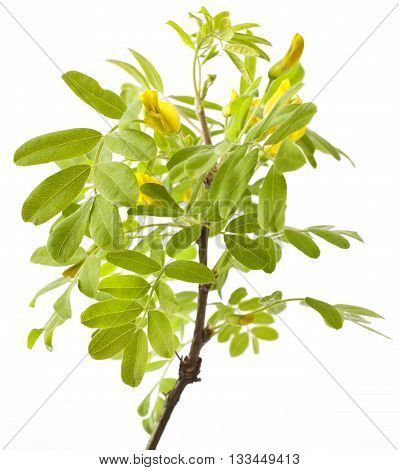 Yellow acacia (Caragana arborescens) on a white background