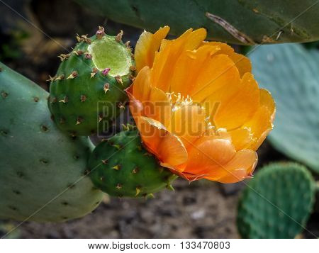 Blooming Prickly Pear with cactus fruits and flowers outdoor closeup in Israel