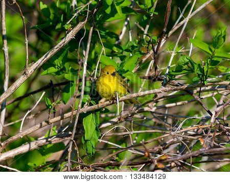 Yellow Warbler Female. In summer, the buttery yellow males sing their sweet whistled song from willows, wet thickets, and roadsides across almost all of North America.