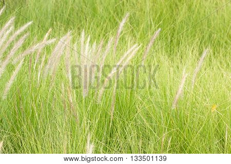 Imperata Cylindrica Beauv Of Feather Grass In Nature