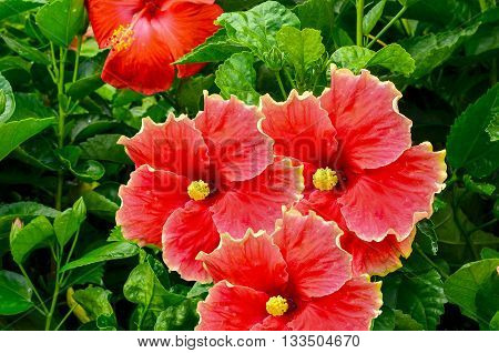 Group red hibiscus flower blooming on tree