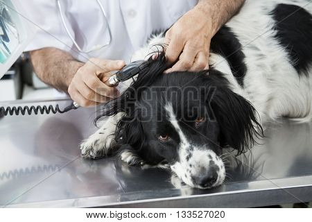 Cropped Image Of Doctor Examining Border Collie's Ear With Machi