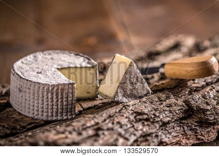 Camembert cheese slice on wooden bark, studio shot