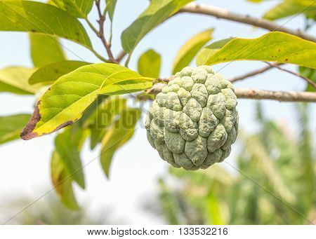 Custard apple plant. Custard apple raw agriculture on trees. ( select focus front Custard apple and soft-focus background)