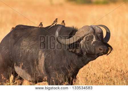 Male buffalo with oxpecker on its nose. Shot at sunset in Masai Mara Kenya. Side view