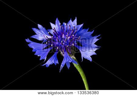 Cornflower on black background. Centaurea cyanus from the family Asteraceae, native in Europe. Macro photo.
