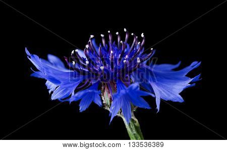 Cornflower side view on black background. Centaurea cyanus from the family Asteraceae, native in Europe. Macro photo.