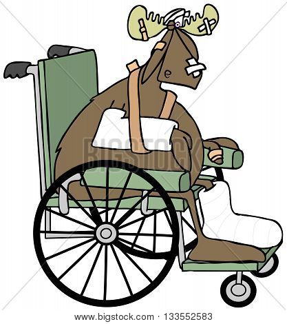 Illustration of a bull moose with multiple injuries, casts and bandages sitting in a wheelchair.
