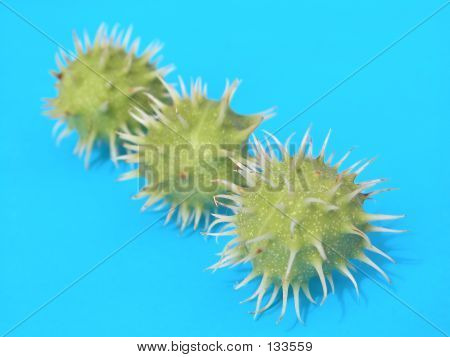 Castanhas