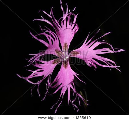  Dianthus Superbus