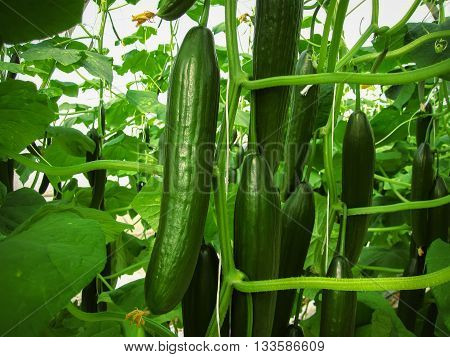 Long green cucumbers are hanging on the stalks in the greenhouse.
