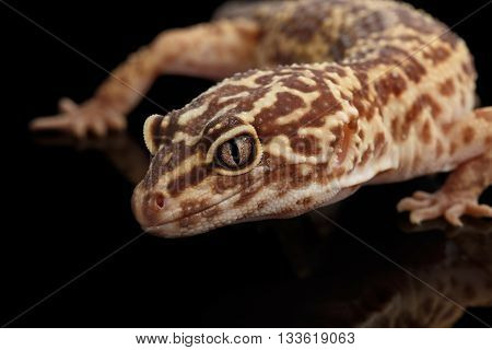Closeup Head of Leopard Gecko Eublepharis macularius Isolated on Black Background