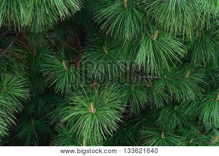 green prickly of pine tree branches background