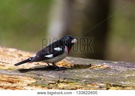 Rose-breasted Grosbeak males are like an exclamation mark at your bird feeder or in your binoculars.