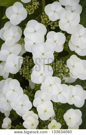 Hydrangea quercifolia flowers oakleaf oak-leaved is a species of flowering plant native to the Southeastern United States