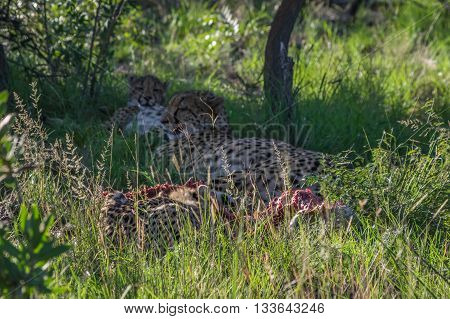 South African Cheetah ranges throughout the Welgevonden Game Reserve in South Africa