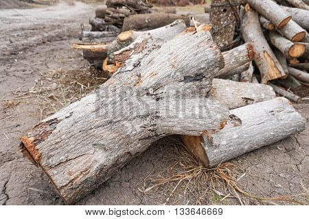 giant firewoods on the crack soil ground