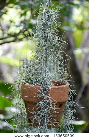 close up Tillandsia usneoides plants in nature garden