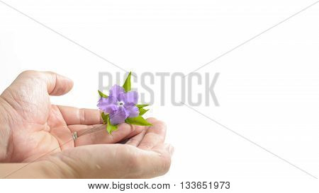 vilolet flower and green leaves on hands isolate white as background