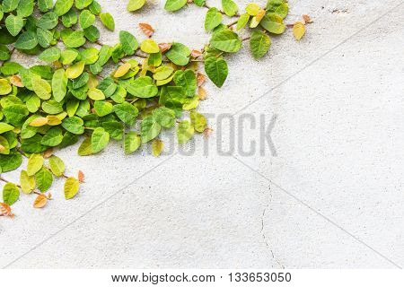 Coatbuttons or Mexican daisy on the wall.