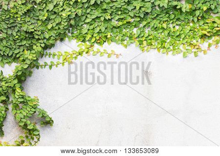 Coatbuttons or Mexican daisy on the wall.