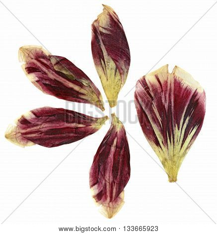 tulip perspective dry delicate yellow red orange flowers and petals isolated on white background scrapbook pressed