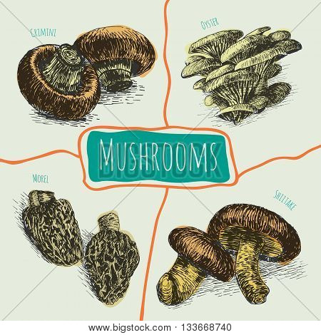 Vector mushrooms colorful set 3. Illustrative colorful sorts of mushrooms
