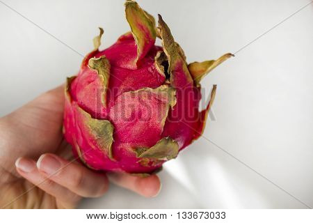 Woman`s hand holding exotic dragon fruit (Hylocereus monacanthus Pitahaya Pitaya) isolated on grey textured background. Bright red violet skinned fruit with violet flesh. Artistic retouching.