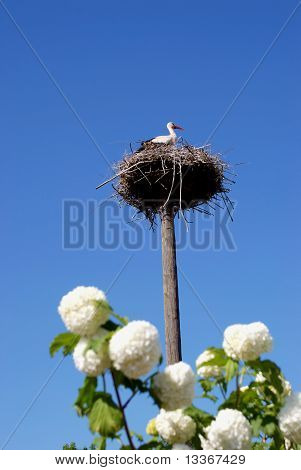 Baby ooievaar in het nest