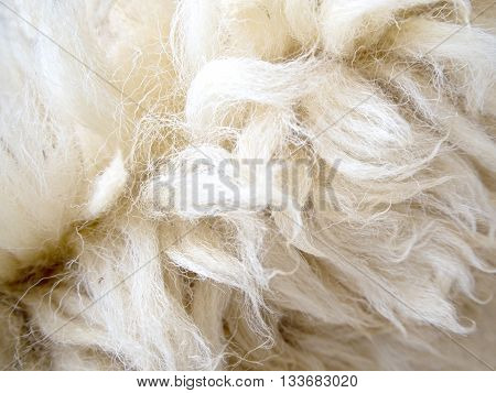 Soft and fluff of long sheep wool