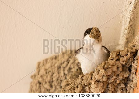 Small urban bird building its nest in the wall of a building