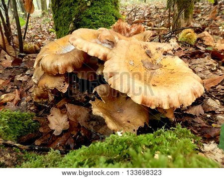 Group of Leucopaxillus giganteus mushrooms, aka Giant Clitocybe or Giant Funnel, in a woodland setting