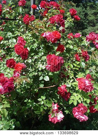 Climbing roses red flowers 'Amadeus' shtrub .